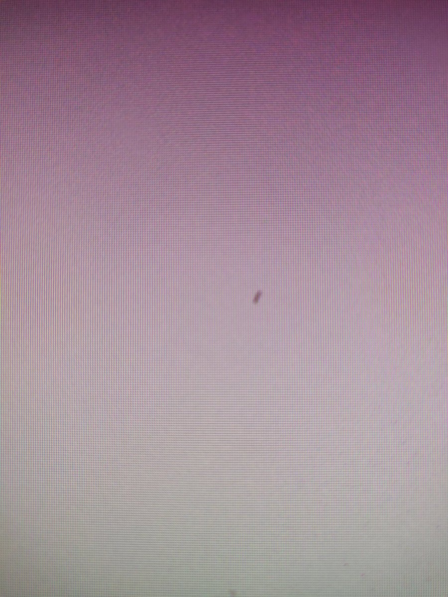 SpeeD34mon tweet media