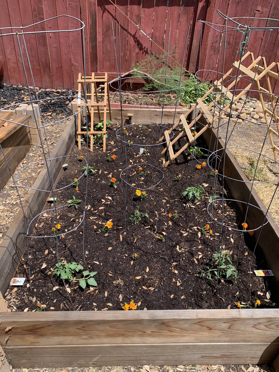 mcgresshoff's tweet photo. I started a garden and I feel so much better. 😁 #IGotThis #GratuitiousCatPhoto 
#ItsABird #NoItsAPlane #NoItsSuperSquiggy
#HashtagginLikeLo @LoMeowChenko 
🌱🍃🐟🍿🍪🌮🍕🍟🍤
🧁(for @EstherThePig ) 
🧃 (for @maisy_baby )
❤️ https://t.co/FPXbosP3Ar