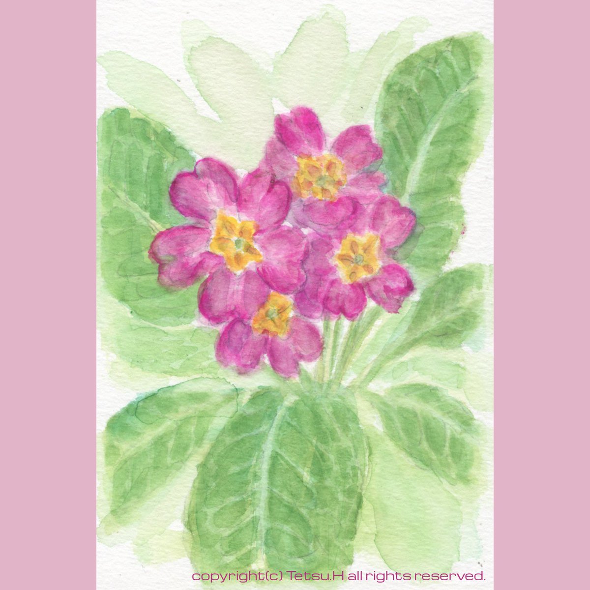 edsoleil2's tweet photo. 「プリムラジュリアン15」2020年作 #植物画 #透明水彩 #スケッチ #プリムラジュリアン #プリムラポリアンサ #botanicalillustrations #sketch #watercolor #primulajulian #primulapolyantha https://t.co/65qgh9pOrL