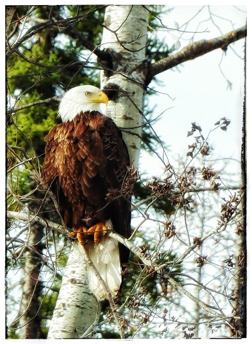 KomikMichael's tweet photo. Bald Eagle https://t.co/OSfnvqBdS3