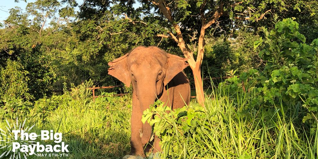 GlobalElephants's tweet photo. Two hours left in Lady's #StepsofHope Fundraiser.  Having the most unique donors during #thebigpayback can win us $5,000. That will go a long way for Lady's care. When we say "every little bit counts" we mean it! To donate (or learn more) click here - https://t.co/EfXjlkY0ir https://t.co/2GjZEraaJB