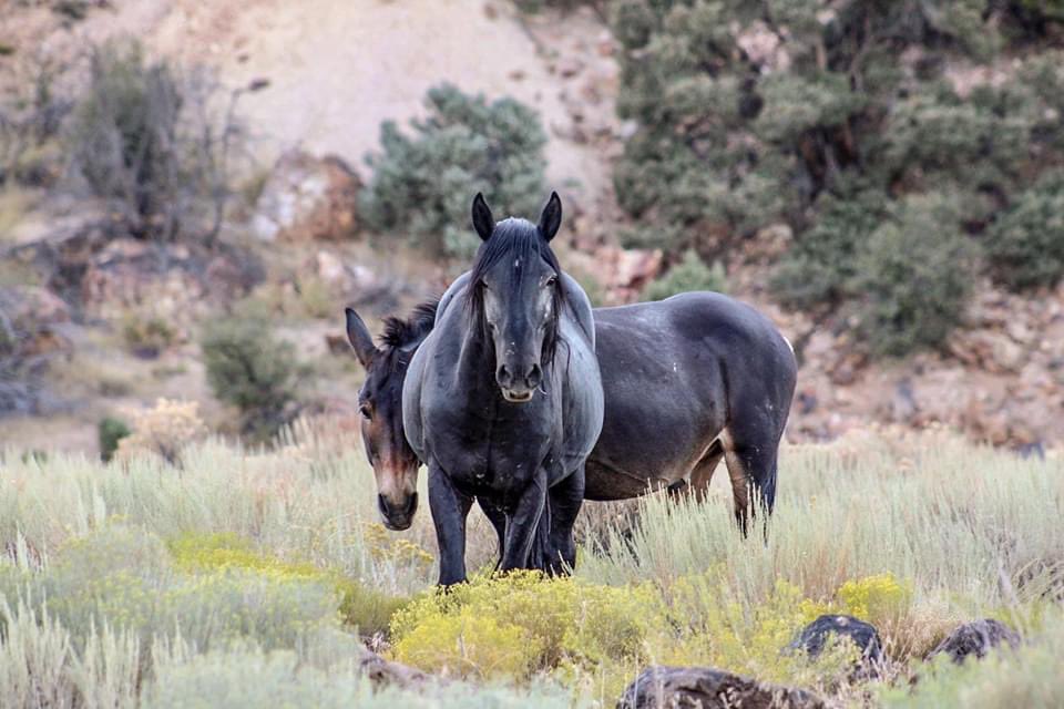 FreeWildHorses's tweet photo. On NV’s Virginia Range there is only ONE mule, a sweet boy named Milton. According to our friends at Wild Horse Connection, for the last several years, Milton has played the very important role of “fun uncle” to all of the foals of stallion, Dark Knight’s band. ❤️ #BurroAwareness https://t.co/MYoyb4M1IJ