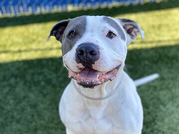 abc7community's tweet image. Our Thursday #petoftheweek is Dobie, a 3-year-old #PitBull mix! He's a handsome, smart and silly boy looking for his forever home. He has been working on his basic commands, and he's great with training and agility. @spcaLA spcala.com/covid19/adopt ID# 20-01591