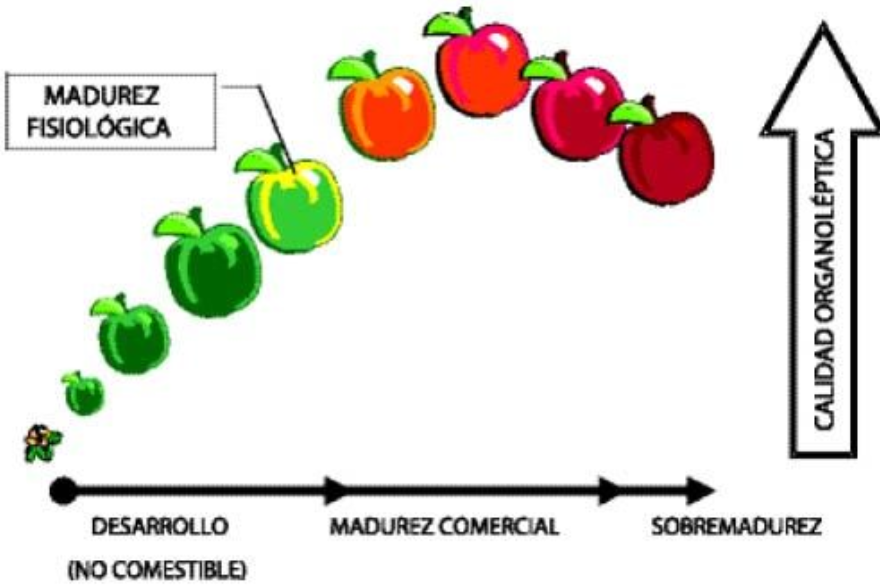 Calumnia verdad Oculto cuales son las frutas climatericas silencio