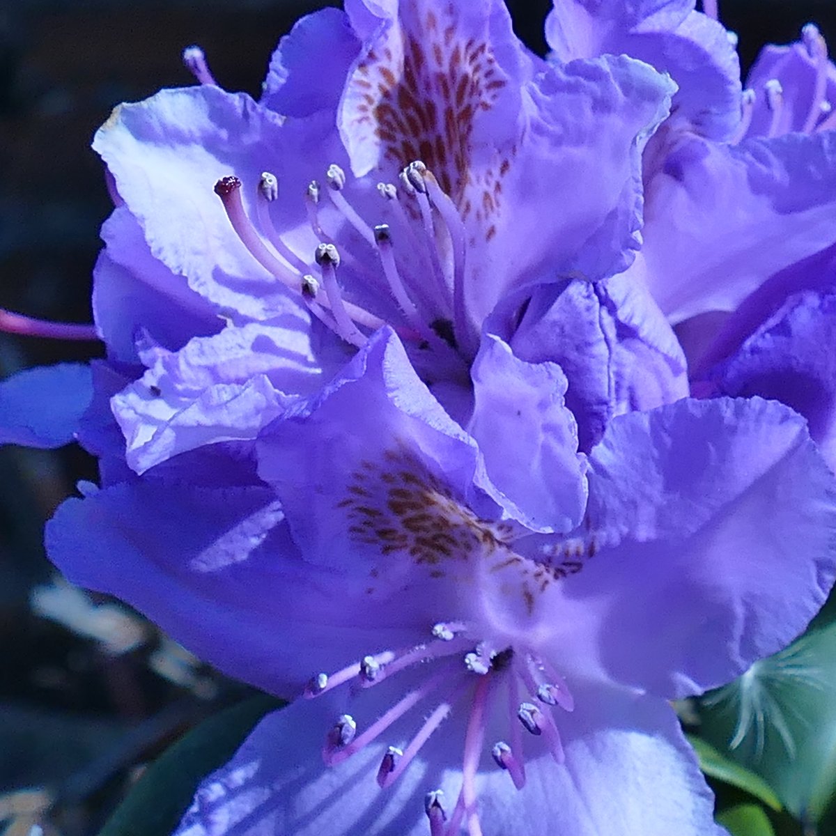 Rhododendron flower in our front garden, beautiful in the spring sunshine #flowerpic   #springcolour #rhododendron #eastyorkshire