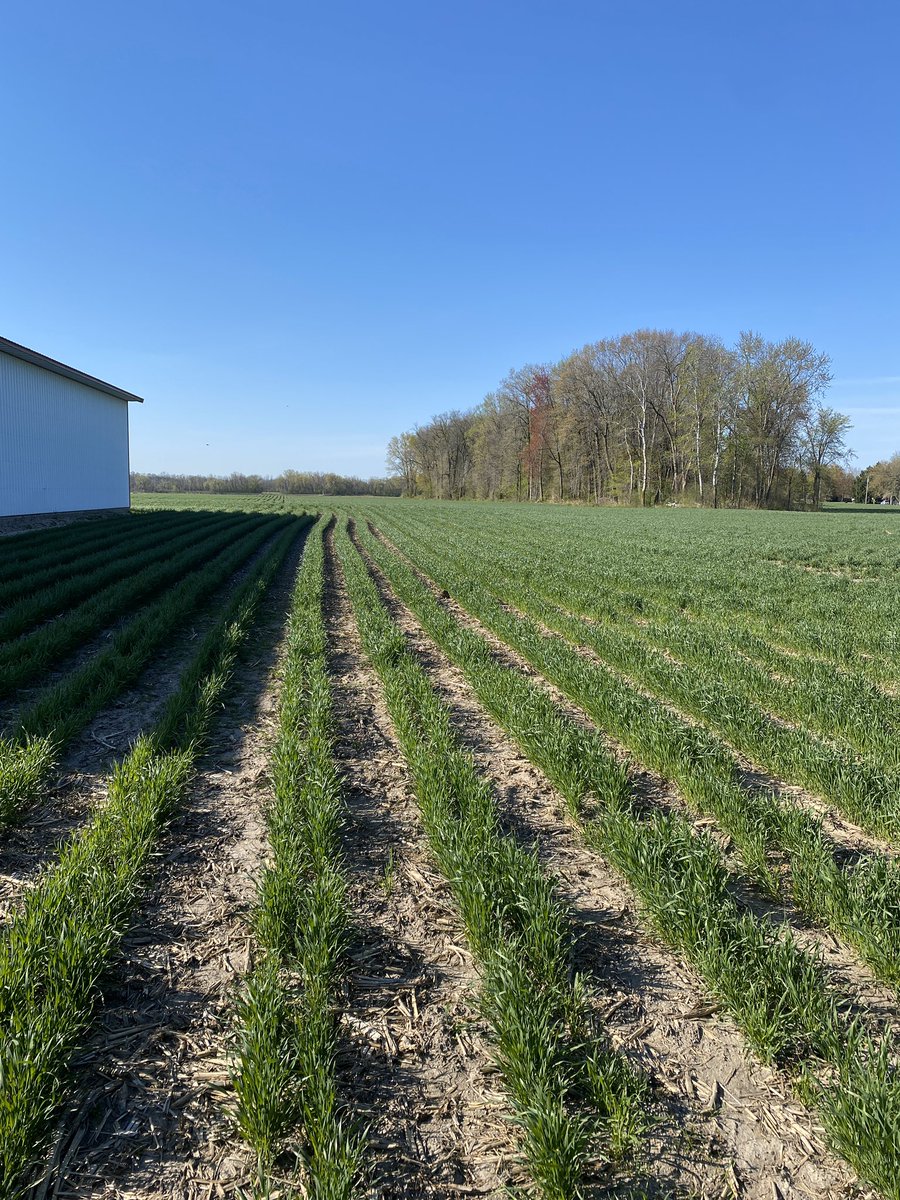 Wheat looks pretty decent and the relay soybeans are planted #plant2020