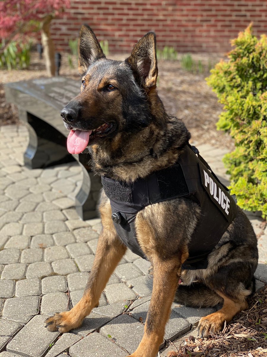 TwpPolice's tweet image. K9 Max showing off his NEW ballistic vest. Max’s new vest is courtesy of a private donation from one our great residents! #StaySafe #K9Max #PupProtection
