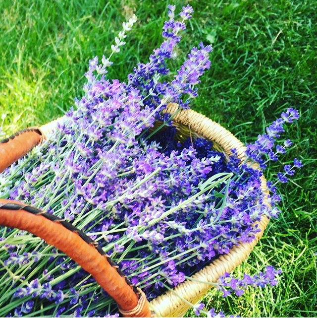 GoodFortuneHerb's tweet photo. Hey friends! We have monthly herb shares available. Fresh and dried herbs as well as detailed descriptions of the items you receive. https://t.co/gc06eBLOe8 https://t.co/zh9mRRxI1U
