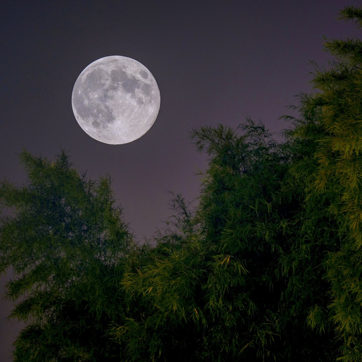 radenrauf's tweet photo. Nih gaes hasil foto bulan purnama semalem, foto kedua itu pake multiple exposure, bulannya gua taroh di atas pohon bambu.
Foto diambil 11.51 WIB

Iso400
f/9
1/340"
Lensa di 400mm
#supermoon https://t.co/tiYAwKBvzG
