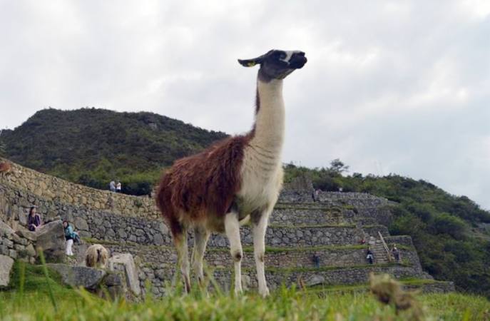 eluniversocom's tweet photo. La llama andina podría tener anticuerpos eficaces contra el COVID-19.  ► https://t.co/Fg5Pg8Wi67  #Perú https://t.co/hpmEvM6gzf
