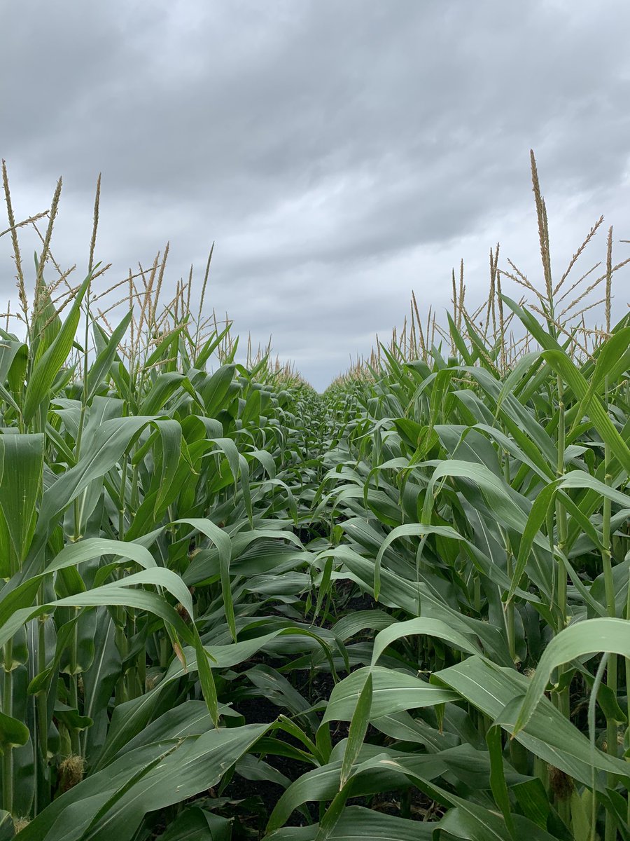 P1395YHR is still looking as strong as ever despite limited rainfall this spring. This is this Cowboy’s last stand and I’m glad to see him going out with a bang; but not nearly as excited as I am to see the new Corn products coming forth! #TheCowboyRidesAway