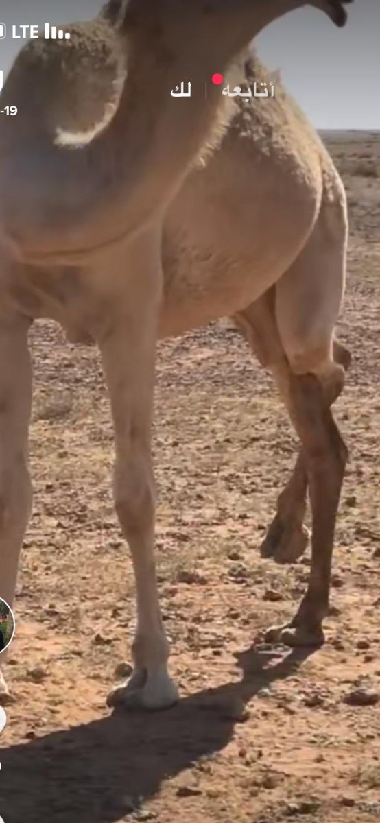 لغز للناس العارفه 😜
.
.
ليه النااقه مسويه رجلهااا كذا 
وتحك عرقوب بعرقوب لكم لصلاه الفجر 🐪