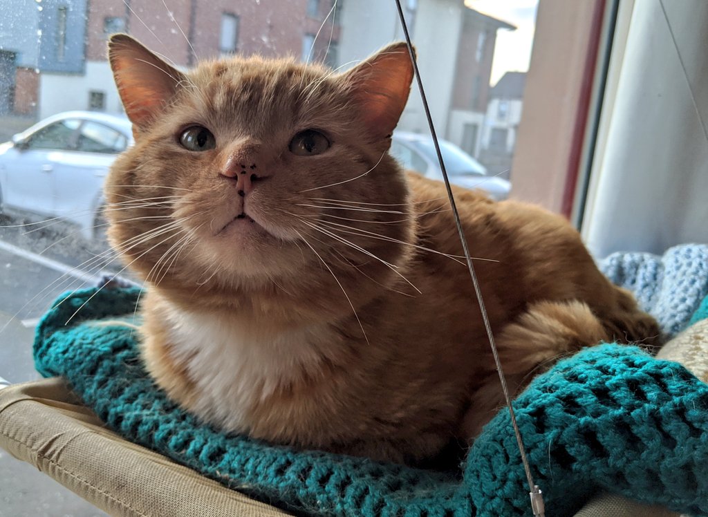 thegoodcatboy's tweet photo. i hade a nice Day! https://t.co/Ujo5mkS5uP