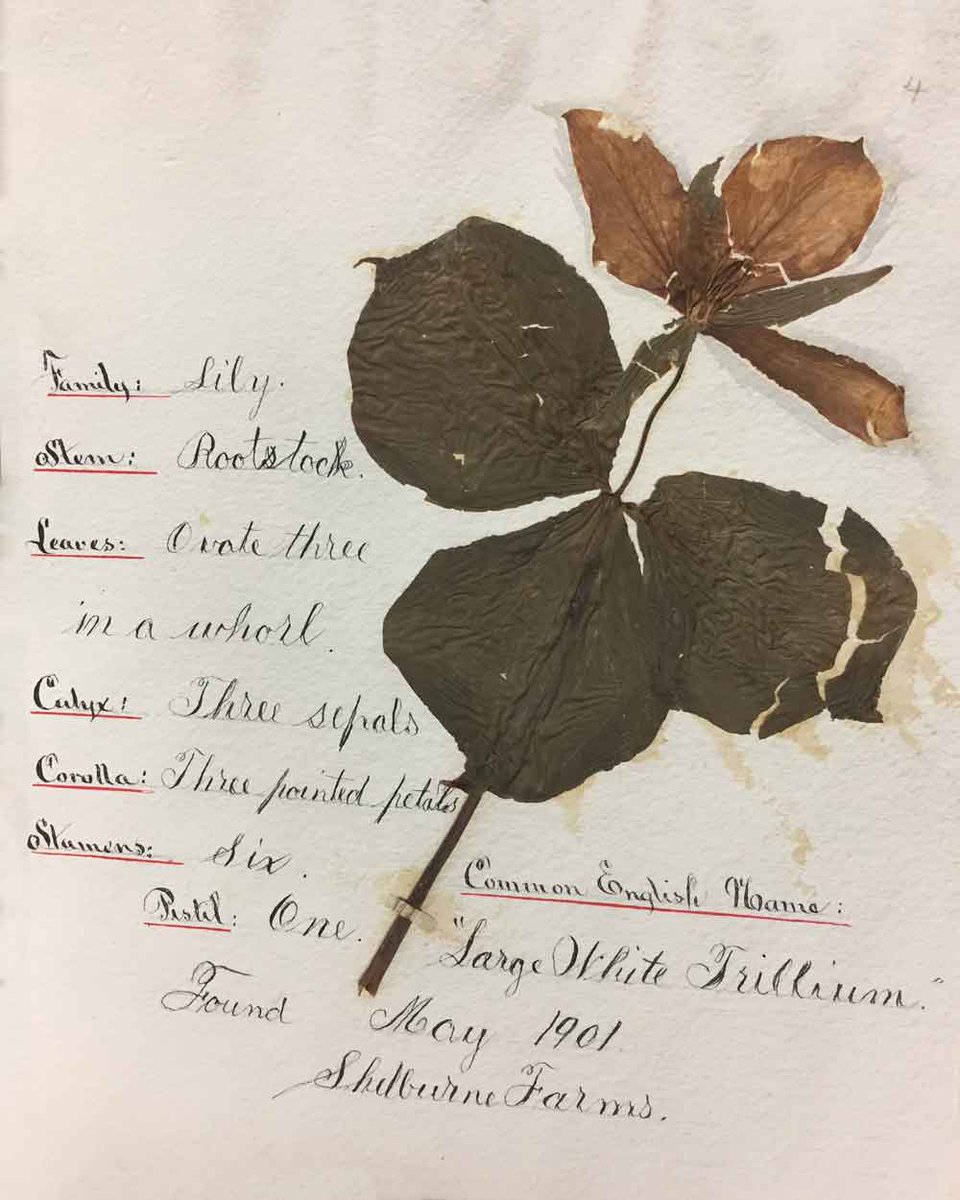 Have you noticed spring ephemerals on the Farm lately? Trillium was also documented by a young Vanderbilt Webb (age 10) in his 1901 herbarium, which is in our archival collections. He documented plant specimens around the Farm over the course of 5 months, filling up 3 volumes!