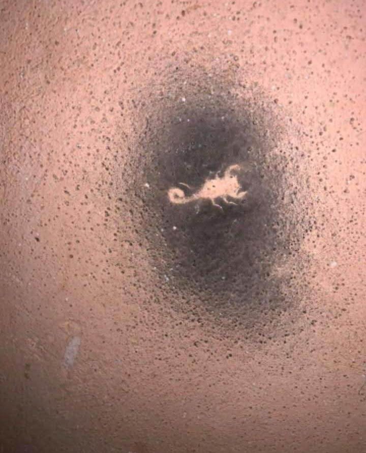 RoyerSanchez01's tweet photo. Cuando confundes raid con aerosol. 
Se fue bien tuneado el alacrán.. https://t.co/QKq0qkJval
