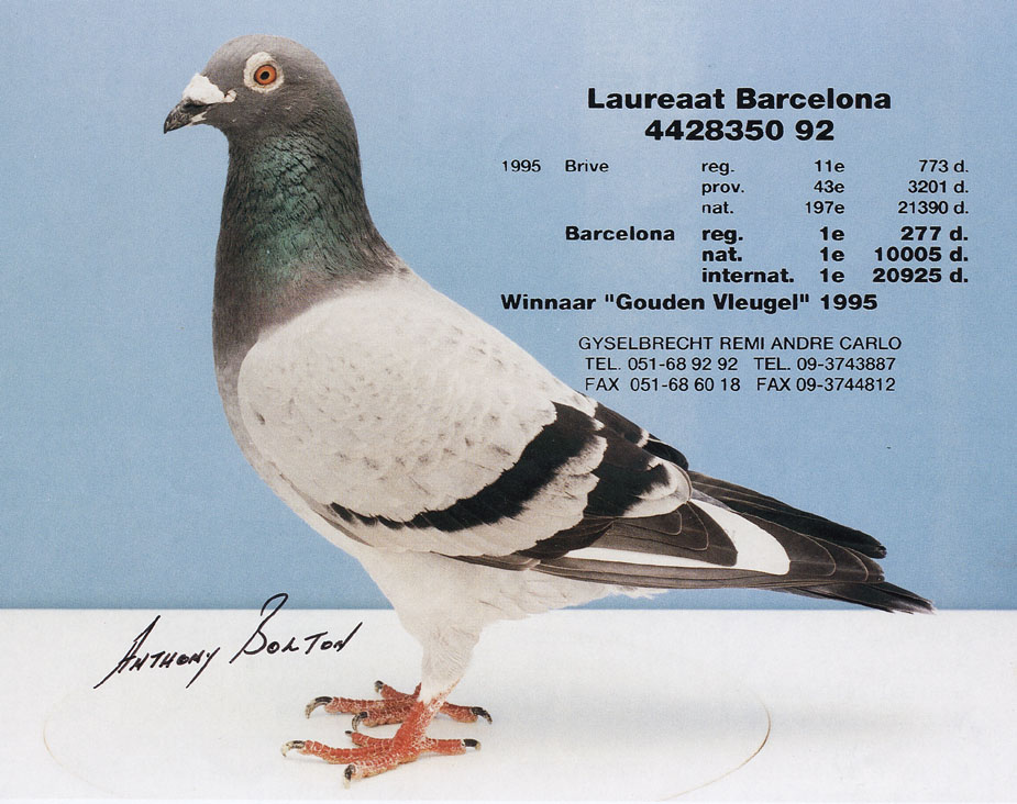 Teluiet ロレアート バルセロナ バルセロナin優勝鳩です 血統は濃血ファンブリアーナ 迫力のある表情です レース鳩 バルセロナ