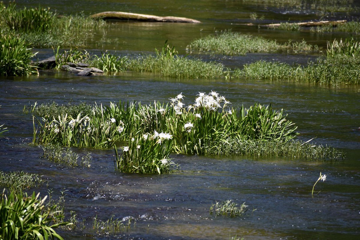 A look at the Cahaba Lilies at the Cahaba River Wildlife Preserve… photo from <a href="/DebPat53/">Debbie Patterson</a>