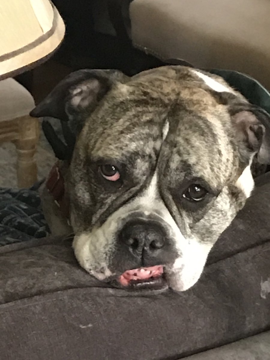 LPHS Student Council tweet media