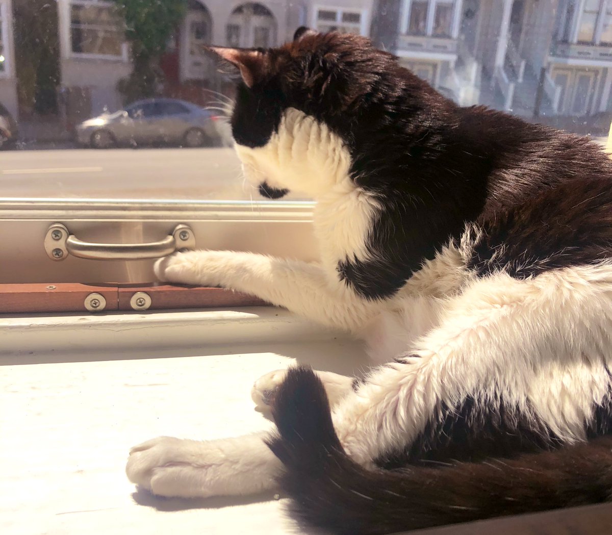LoMeowChenko's tweet photo. Haathi is very busy showing us the importance of keeping one paw on the window to make sure it’s closed & no pigeons fly in! 🐦
#QuarantineCats #HomeWithHaathi #YoureWelcomePigeons https://t.co/2BFrXMrH41