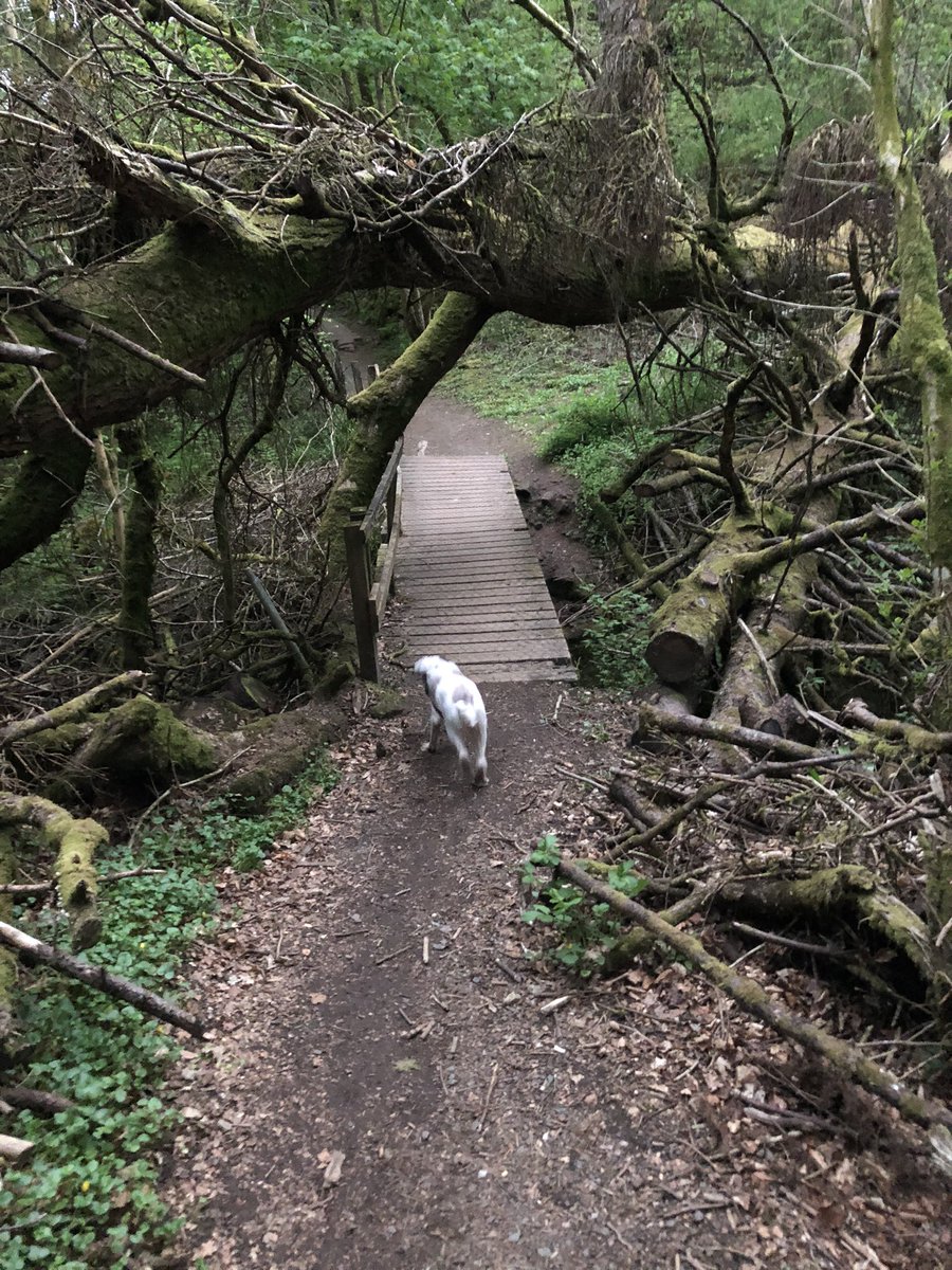 MissSWSmith's tweet photo. Had a walk down memory lane tonight : River Ayr at Mauchline. Had soo many family days out there as a child  @gem_mccall @BurnockEACH @karynnstevenson @kirstiejane69 @EAcommunityhosp @LynneOKane1 @step_count https://t.co/IqZYIxVPSe