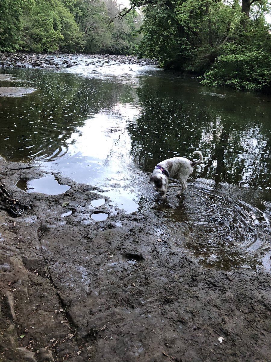MissSWSmith's tweet photo. Had a walk down memory lane tonight : River Ayr at Mauchline. Had soo many family days out there as a child  @gem_mccall @BurnockEACH @karynnstevenson @kirstiejane69 @EAcommunityhosp @LynneOKane1 @step_count https://t.co/IqZYIxVPSe