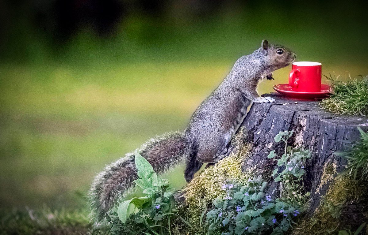 NPAImages's tweet photo. Coffee smells good #lockdownthursday #BankHolidayWeekend #ThursdayThoughts #wildlife #nature #photographyeveryday #photography #greysquirral #nhs #lockdownpictureoftheday @NPAImages @NPhotomag @savebbcwildlife #photooftheday #pictureoftheweek #coffeecup #clapforourkeyworkers https://t.co/e3fiz2JJL7