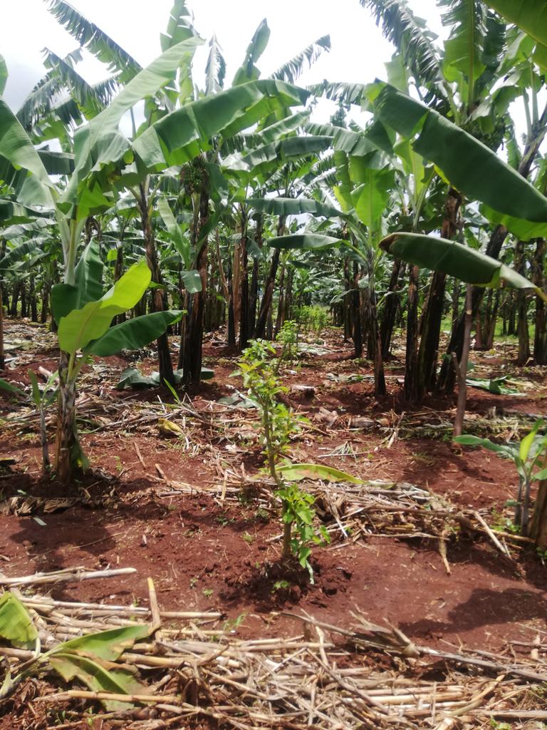 charlesPermacul's tweet photo. Transformation ofdry lands to arable lands using permaculture #Permaculture Arboretum designed modal innovated and piloted by Charles Mugarura.. Make use of it as we become land heroes #UNCCDLandHeroes #SDG13 #beupermaculture #UNFCC #DolenFfermio #TheNAAEE https://t.co/2EEKXaCAJQ