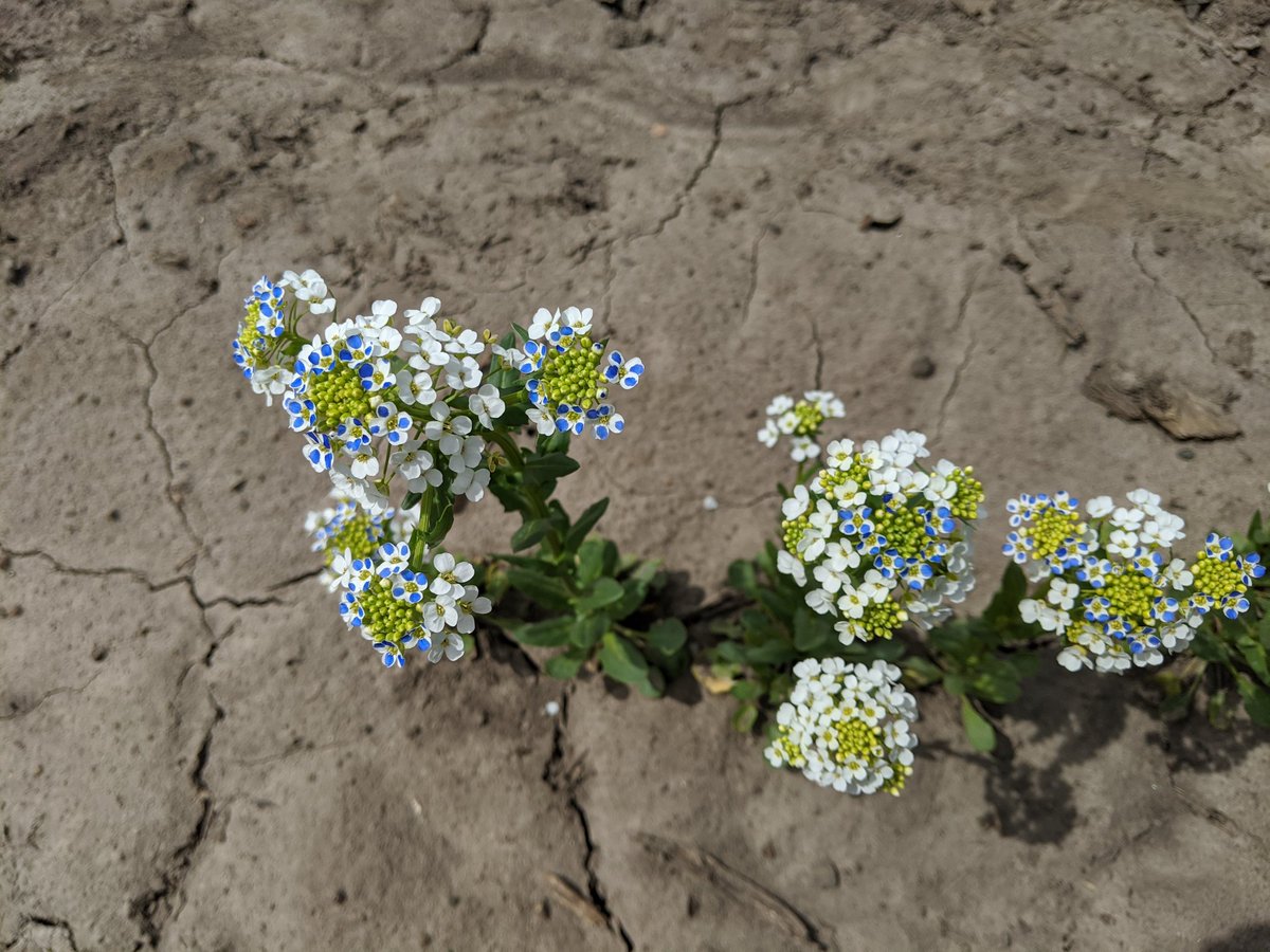FrelsintheField's tweet image. Art+Science=Ideas? The Twin Cities are under a freeze warning for the next few nights, and we don&apos;t know how that will affect the pennycress. I colored today&apos;s florets with a blue sharpie to help identify which sections of the meristem are most affected by the cold!