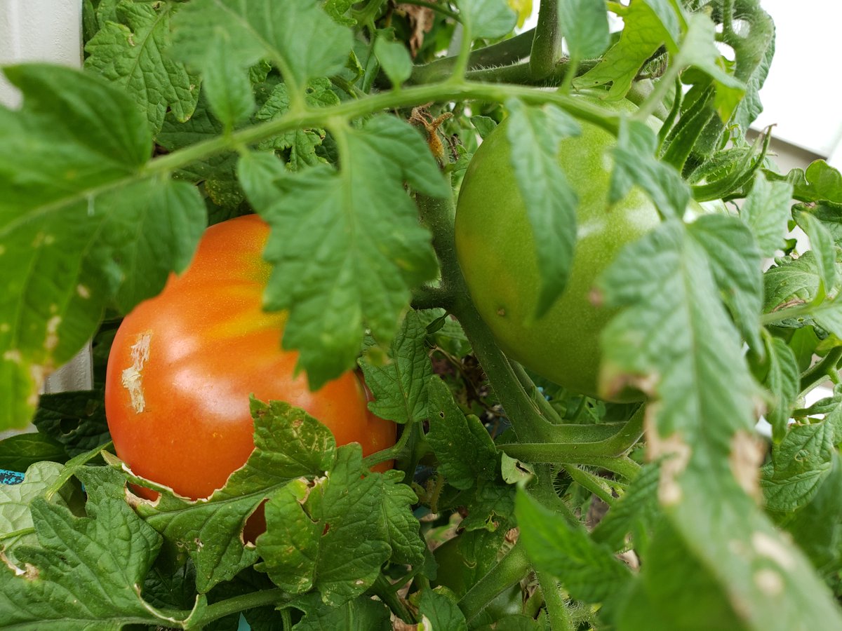 Looks like it's about #tomato time. Love spring in #Texas.