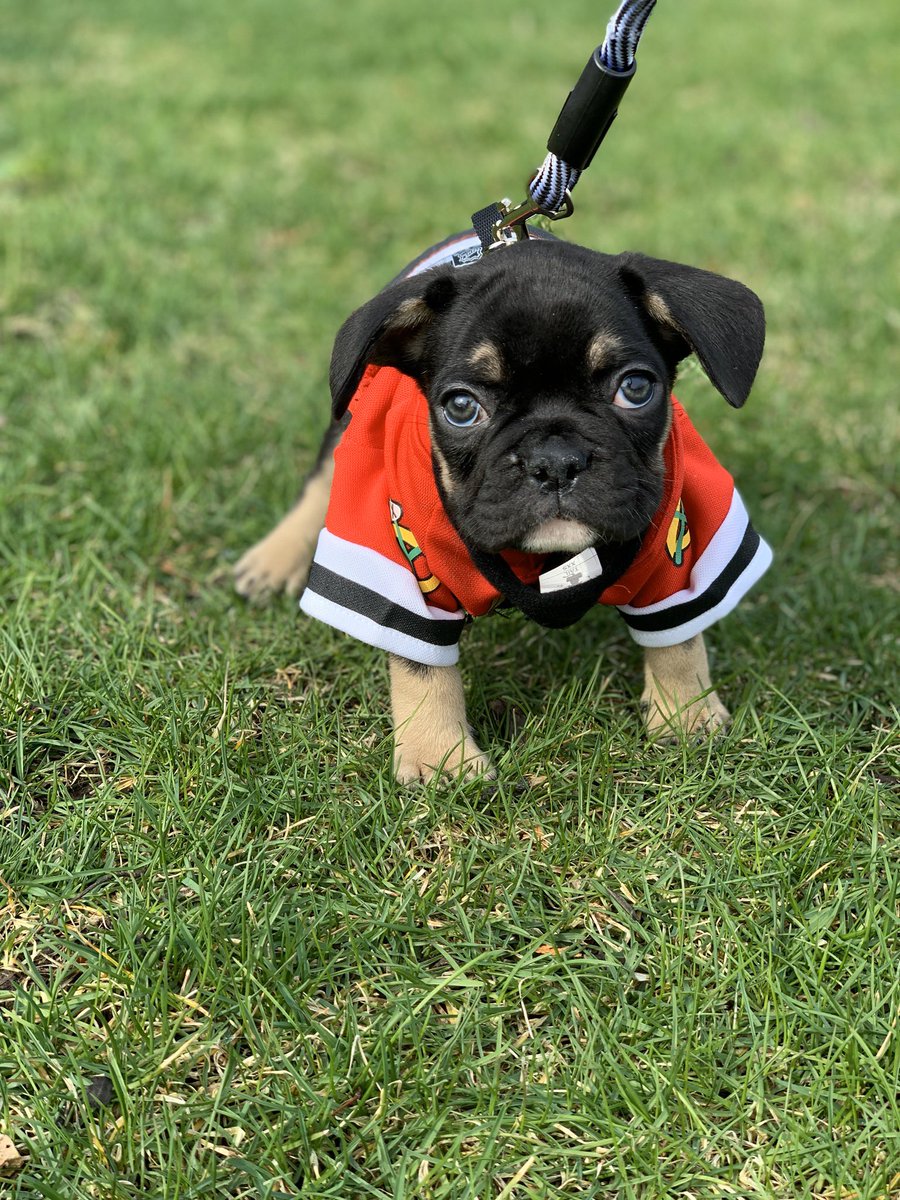 iDG92x's tweet photo. I don’t normally post on Twitter, but here’s a little positivity to a shitty 2020. We got a puppy a month ago, and he’s everything we could ask for. Everyone meet Jax 🐶 #frenchbulldog https://t.co/mqsw8pytvG