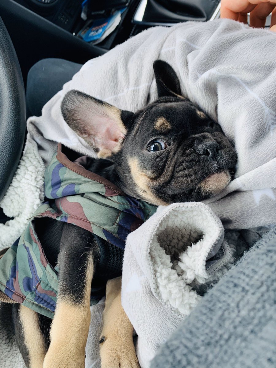 iDG92x's tweet photo. I don’t normally post on Twitter, but here’s a little positivity to a shitty 2020. We got a puppy a month ago, and he’s everything we could ask for. Everyone meet Jax 🐶 #frenchbulldog https://t.co/mqsw8pytvG