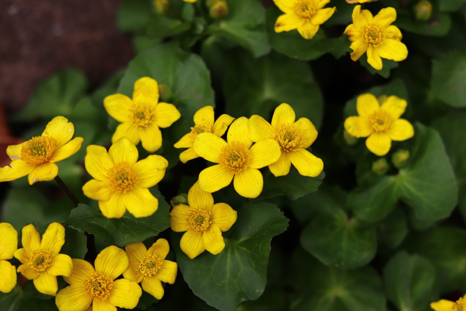 九曜 リュウキンカ です 湿地で自生する山野草です 茎が直立し黄金色の花で立金花 私の所感によると とても黄色い そして名前がカッコイイ 3月下旬撮影 花 花写っと 花写真 花が好き 山野草 T Co Xhnsjlfg2s Twitter 九曜 リュウキンカ です 湿地で自生する山野草です 茎が直立し黄金色の花で立金花 私の所感によると とても黄色い そして名前がカッコイイ 3月下旬撮影 花 花写っと 花写真 花が好き 山野草 T Co Xhnsjlfg2s Twitter