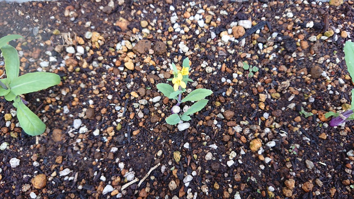 asakusa_hostel's tweet photo. Good morning !!
Red turnip flowers have bloomed. It is yellow pretty flower.
#redturnip #flower #sakurahostel #sakuracafe #asakusa https://t.co/qmjXqUF5he