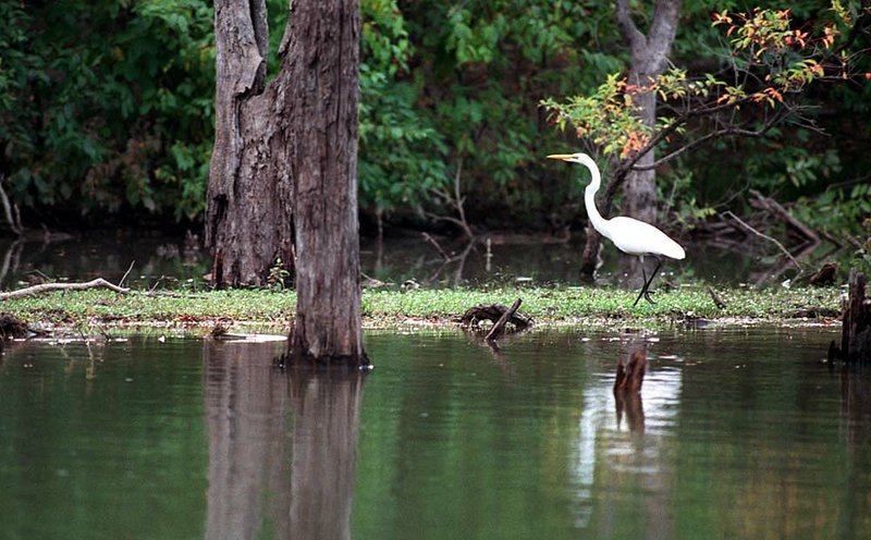 ArkansasTV_'s tweet photo. Unmatched anywhere in the world, the #NationalWildlifeRefuge system is one of America's greatest conservation success stories. Visit Arkansas's nine National Wildlife Refuges in #ExploringAR special "National Wildlife Refuges: America's Best Kept Secret" tonight at 7! https://t.co/naZFo1iCrv