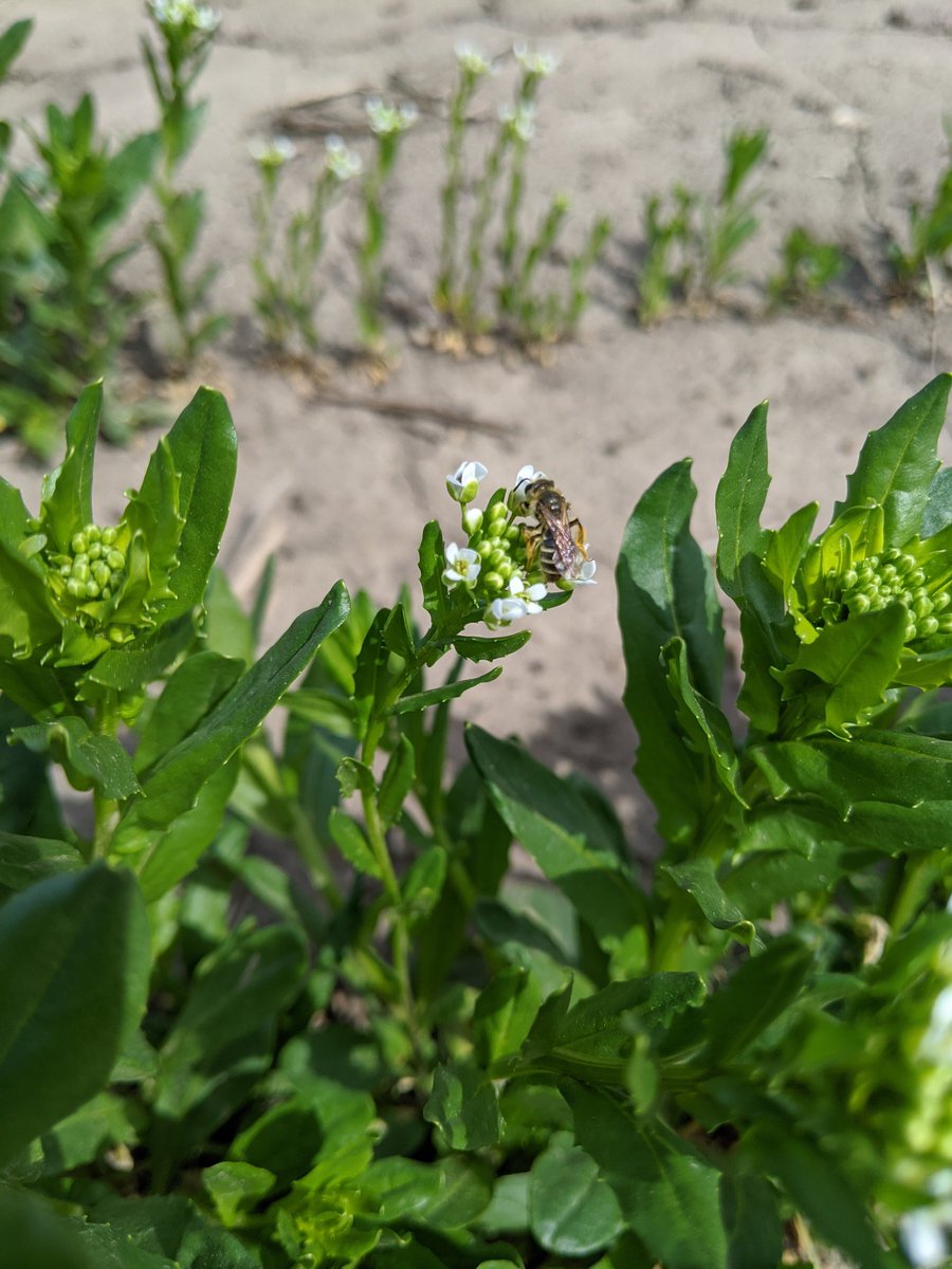 FrelsintheField's tweet image. We should all add our #pollinator glamour shots to show what winter oilseeds can do for the #bees!