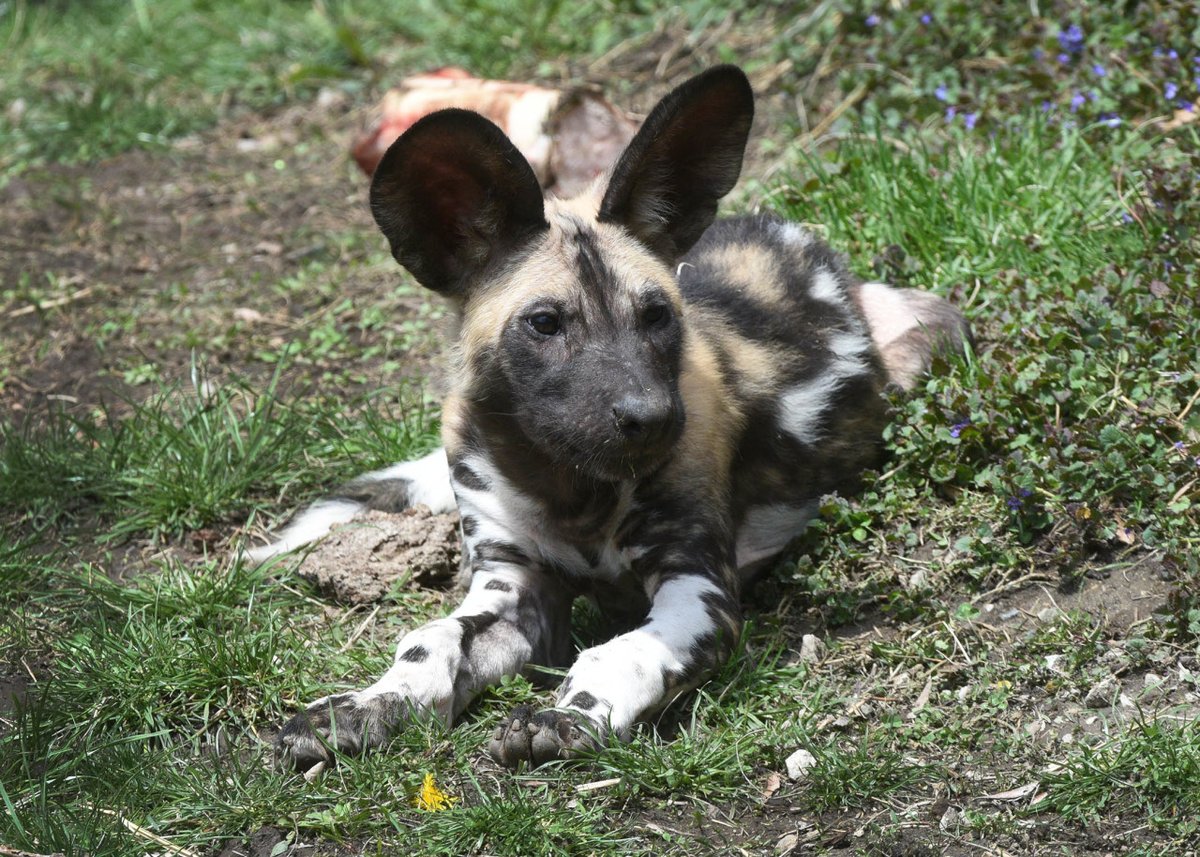 Six of our seven African painted dog puppies currently have names (Roanne, Daisie, Cesar, JP, Masikio, and Prospect). One does not. 

That's where you come in. Head to CZS.org/NamePaintedDog… and pick the best name for this precious pup. #BrookfieldZoo