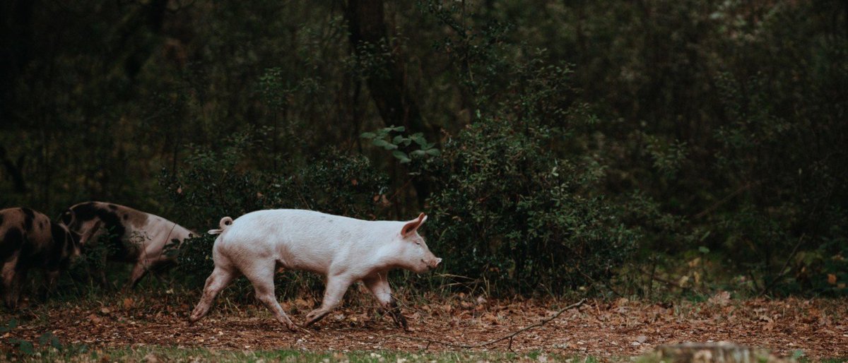 Get all the information you need to connect with a local farmer to buy a whole (or half) pig for you and your family. How big a freezer do you need? How do you find a farmer? What’s it like to butcher a pig yourself? Find out in our guide.

farmaid.org/blog/homegrown…