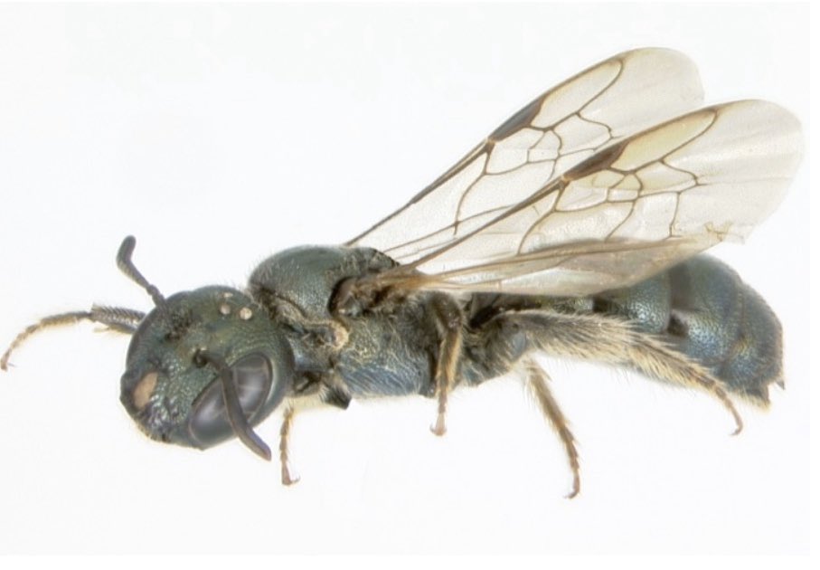 BeesYork's tweet image. In @YorkUnews: @sanrehan on the solitary bee, Ceratina &amp;amp; evolution of #social behaviour in #bees. Her recent work looks at the effect of maternal care on gene expression by observing bee brains. @YorkUScience @YUResearch 
Read more here: bit.ly/3cqevY9 (Updated link)