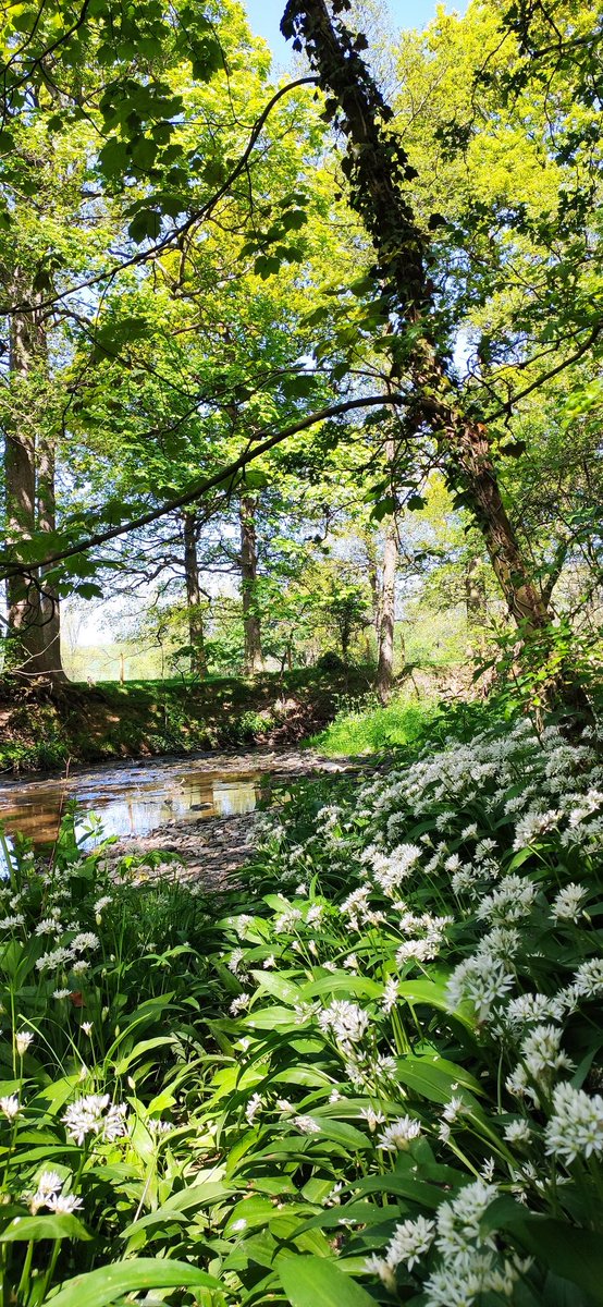 chrisbu03352910's tweet photo. #ThursdayStroll
📷 Wild Garlic...😋 https://t.co/9NXyzoe0mI