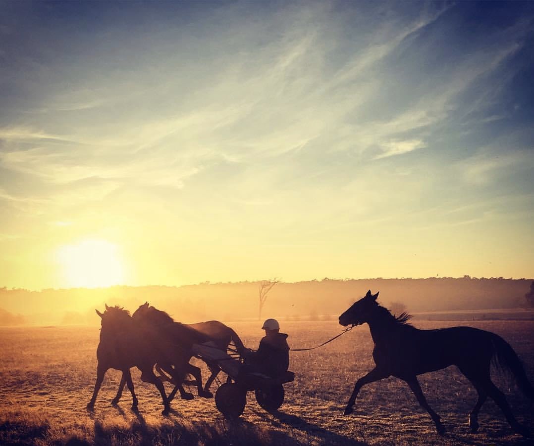 lyndal_conroy's tweet photo. #RisefortheTrots @TheTrotsComAu https://t.co/ZfjFUTIZF9