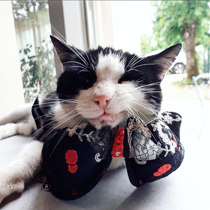 Charline_WOC's tweet photo. Cat life = cool life #CatsOfTheQuarantine #CatsOfTwitter #Cat #coolfinement https://t.co/xZxjAOMEcr