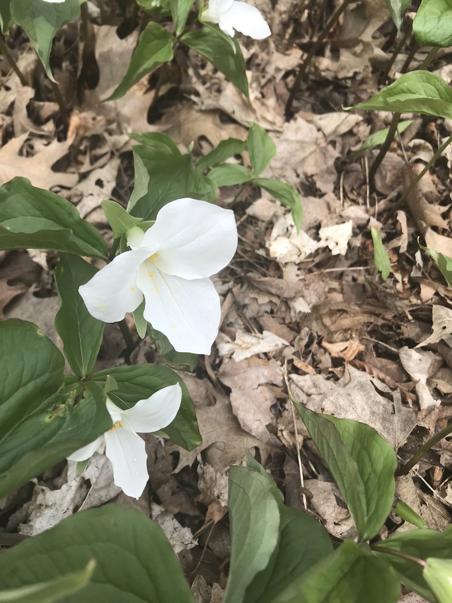 bardlap's tweet photo. I find all the new Zoom meetings completely exhausting so have been trying to take mental health breaks this wk with a brisk walk at some point each day. Today I was treated to trilliums! https://t.co/2hKzTJxWLn