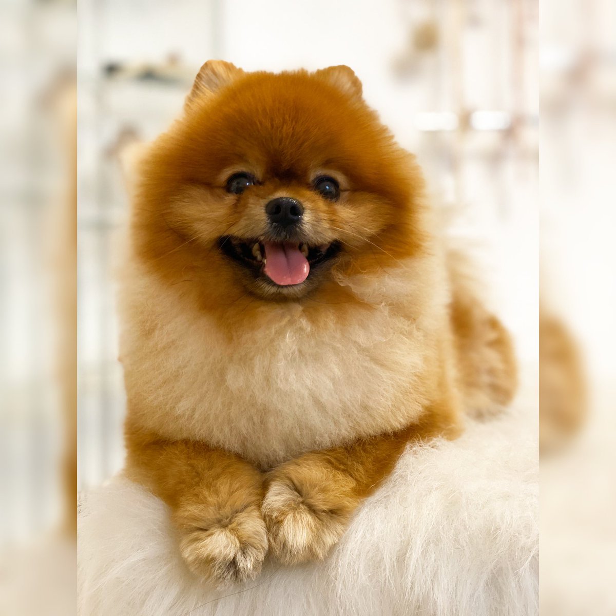 vimportantpets_'s tweet photo. Handsome Mr. Caramel visited us for his monthly VIPampering session✨ 
This is a 🚨Transformation Alert🚨 that does NOT include a total haircut, just the professional VIP touch-up procedure ✨( Essential treatment ) 
 #spa #hotels #luxurylifestyle https://t.co/rKZfSywzNn