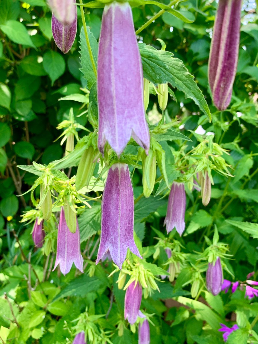 Cloudsailor 星羅の一日一花 Pa Twitter ホタルブクロ 蛍袋 大きな釣鐘状の花 花色は赤紫と白 内面に紫色の斑点がある キキョウ科ホタルブクロ属 日本 朝鮮半島 中国に分布 Spotted Bellflower Campanula Punctata Flowers Fleurs T Co Hgpm3nknrj