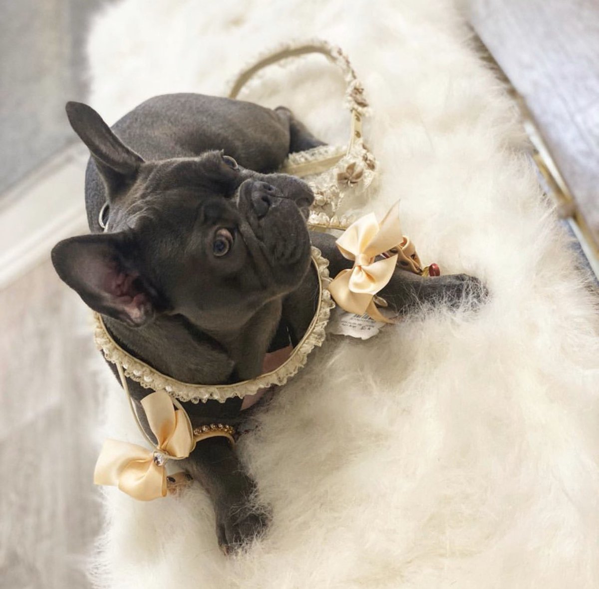 vimportantpets_'s tweet photo. “ While everybody else is worrying about the #coronavirus, imma just lay in here worrying about which outfit &amp; jewelry to choose from my fave luxury boutique “ - Mrs. Bella 🤍 
Here she is, making important decisions after her relaxing day in our VIP SPA ✨ 
#spa #frenchbulldogs https://t.co/NbYmJ0nVXY