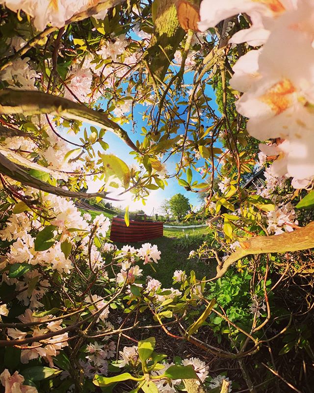 tibfox's tweet photo. That's the view from inside a magnolia - exciting &amp; beautiful right?

#bloom #garden #gardening #magnolia #plant #tree #spring #beautifulnature #goprophotography #gopro360 #goproapp #gopromax #gopromax360 #gopro https://t.co/J4E8OKcBYN