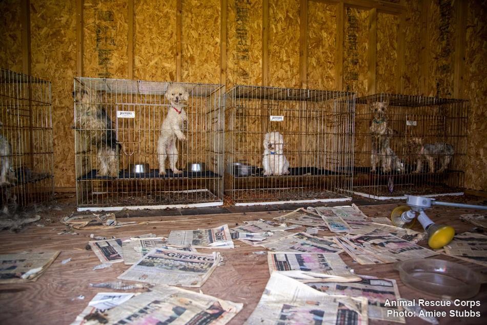 annamoor1995's tweet photo. #USA .@USDA #laws #Principles undermined as shown by  #AKC #American #Kennel #Club who controls  #Dog Breeding as it registers only pure breeds But doesn't hesitate 2 profit from designer mixed breeds like “labradoodles” &amp; goldendoodles” either with misleading hypes &amp; #puppymills https://t.co/on3Mvcq0gv
