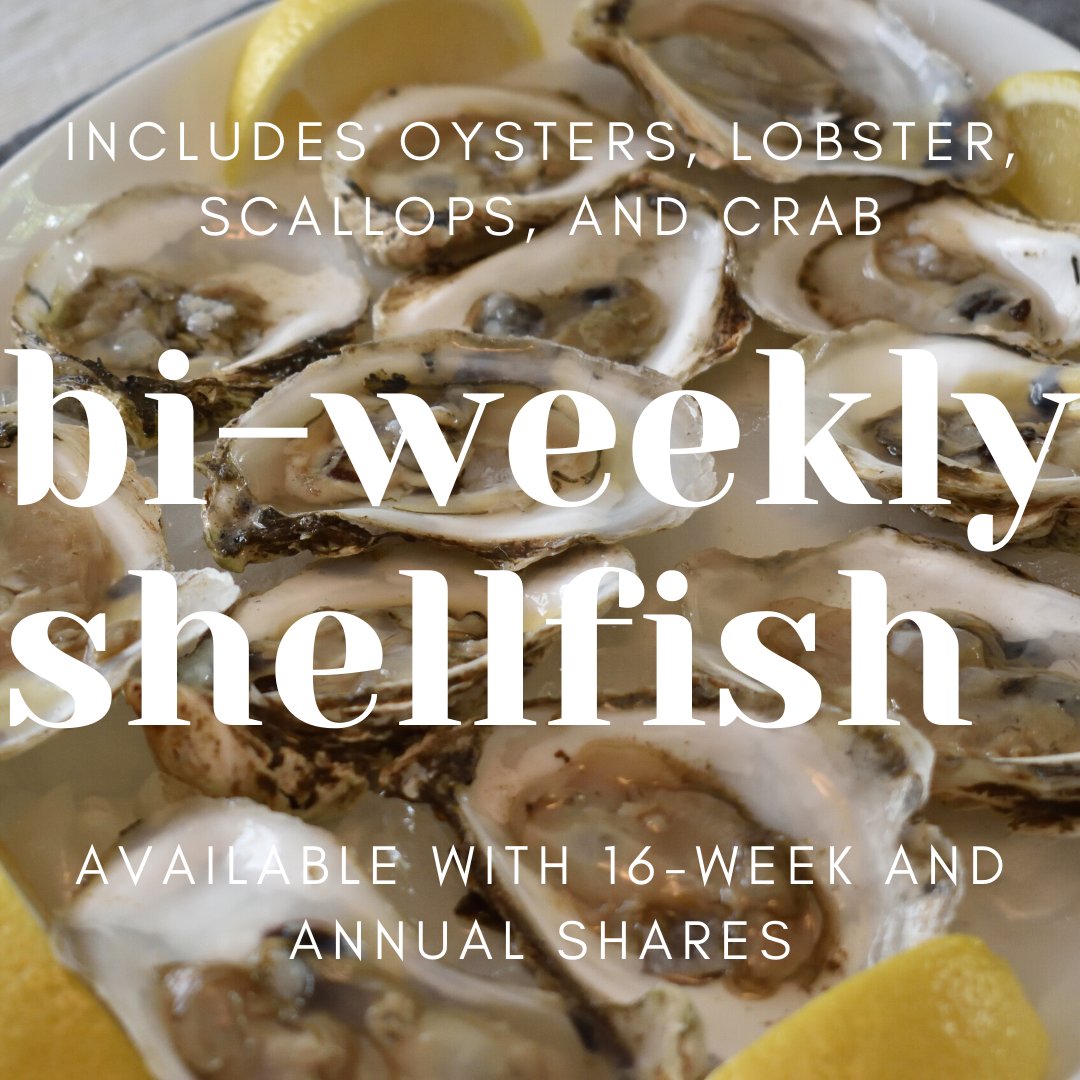 NHCommunityFish's tweet photo. Get fresh, local lobster, crab, oysters, and scallops every other week by adding a shellfish share to your 16-week or annual share! Sign up at https://t.co/zJHDj8h3nP #supportlocal #dontbeshellfish https://t.co/TIanrLYqvQ