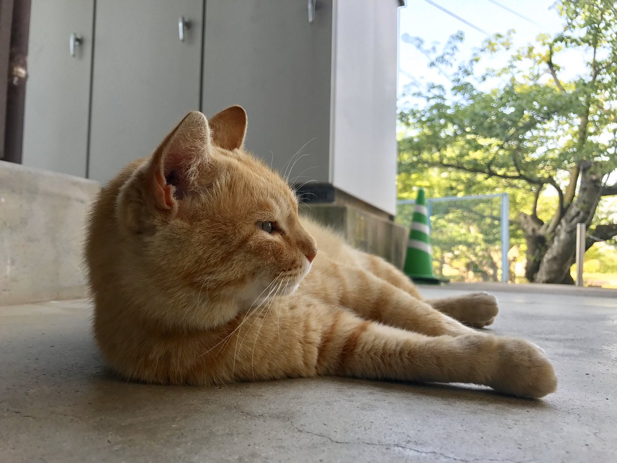 bijutsu1's tweet photo. Memories 516『クリームパン😺cream bun 』(2017/ 5/ 8) ちょうど3年前。🎨ゴッちゃんの手は表情豊かでしたニャ。#尾道 #千光寺公園 #尾道市立美術館 #茶トラ https://t.co/jJ6zmXDvqK