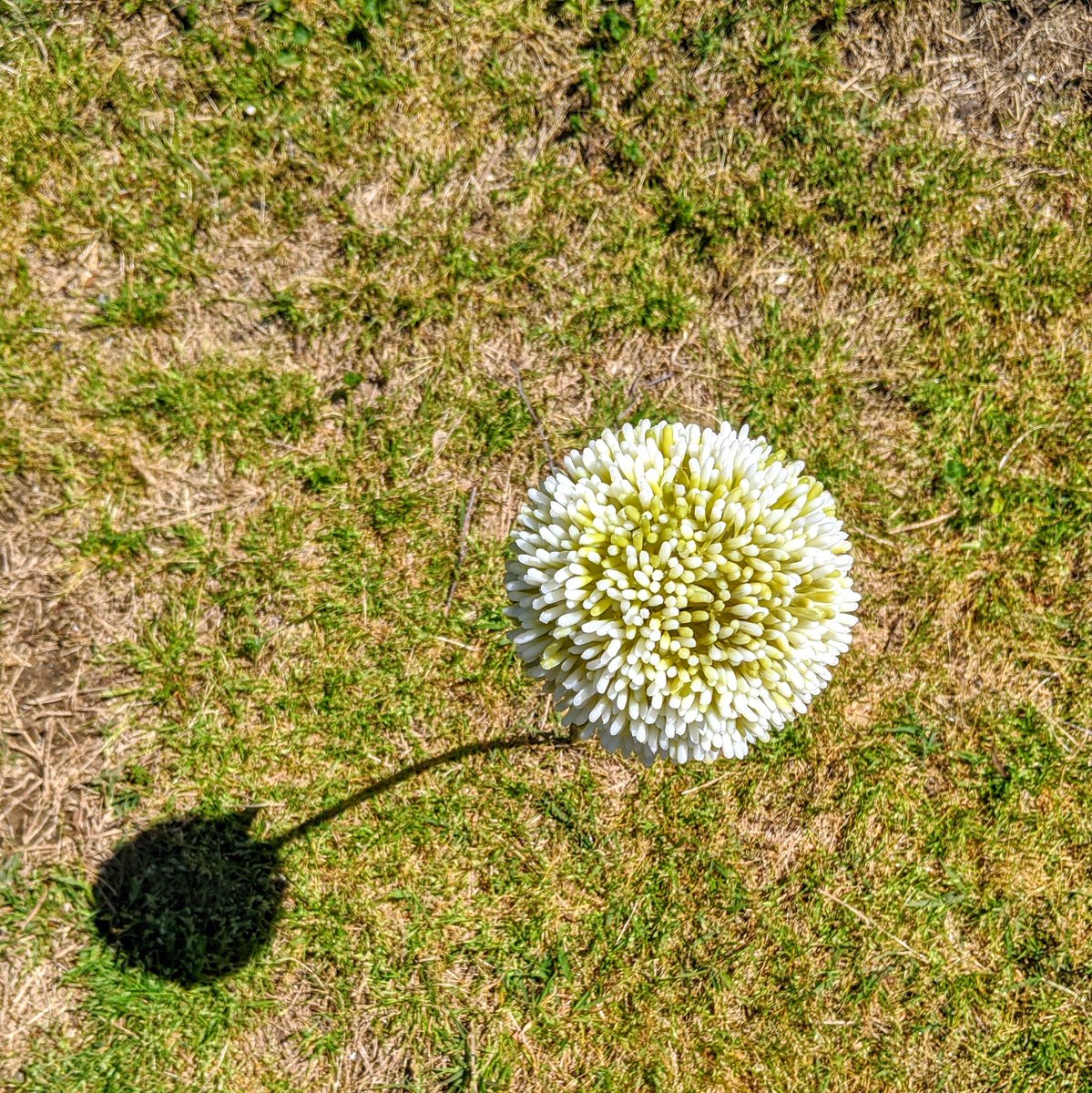 X713's tweet photo. Lone alien bloom.
Ball on a stick. 
The shadow is satisfying. https://t.co/1388at3ISD